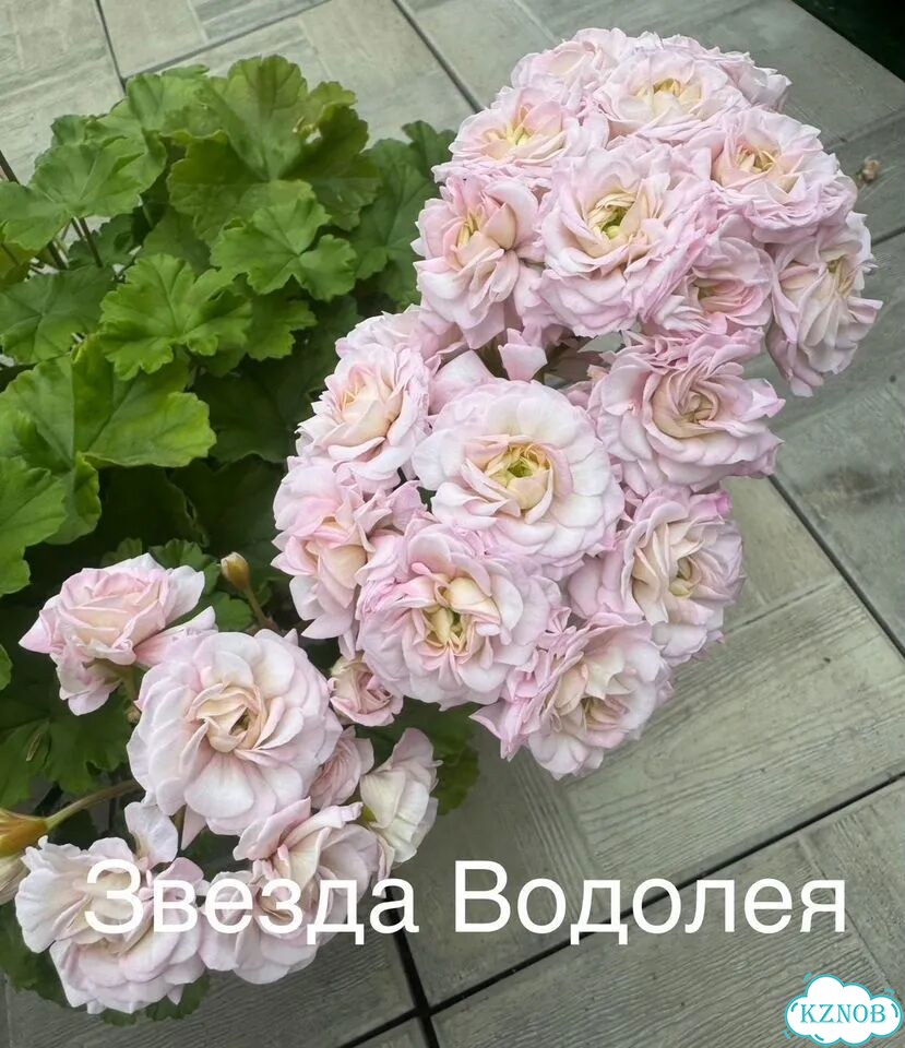 Пеларгонии сортовые фото 1