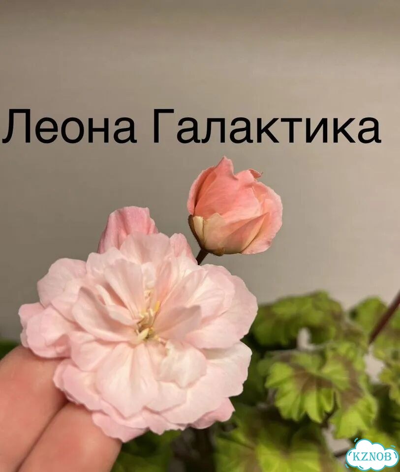 Пеларгонии сортовые фото 3