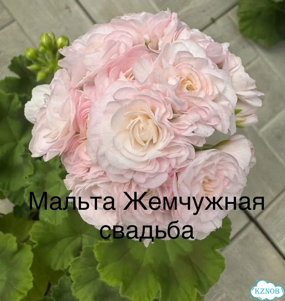 Пеларгонии сортовые фото 4