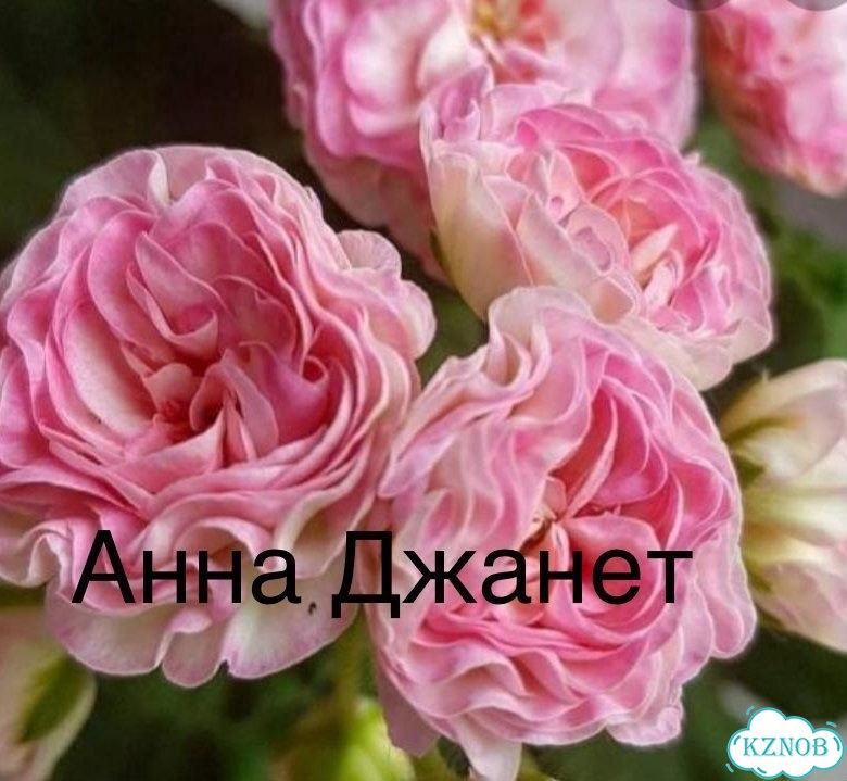 Пеларгонии сортовые фото 5