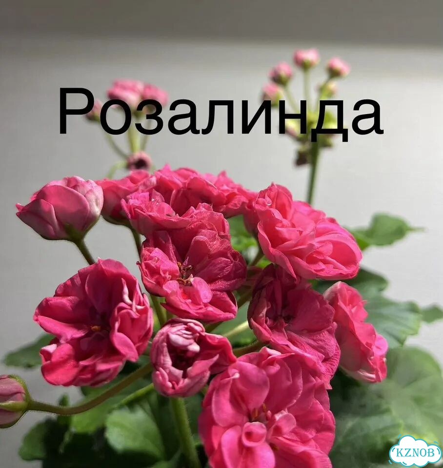 Пеларгонии сортовые фото 6