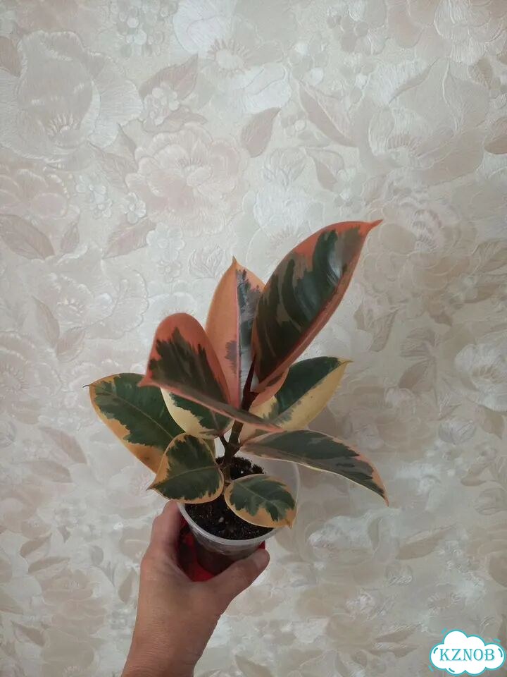 Фикус белиз фото 1