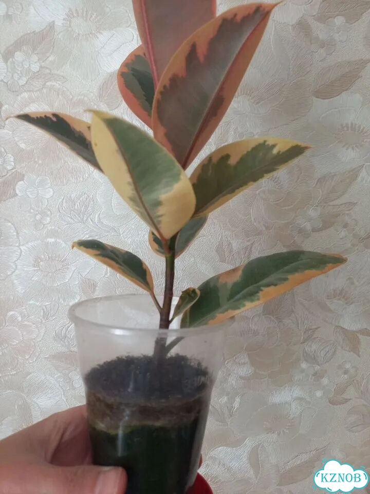Фикус белиз фото 4