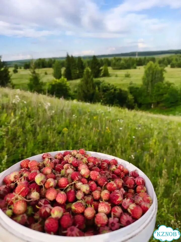 Луговая клубника фото 1